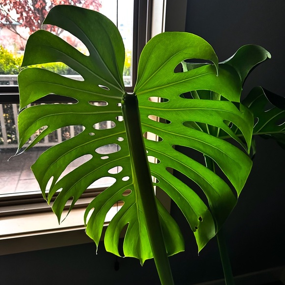 Meet your Posher, Tricia - Picture 3 of 4